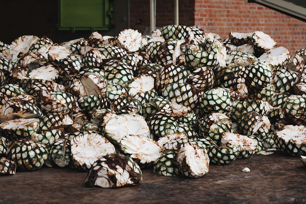 Pile of Agaves
